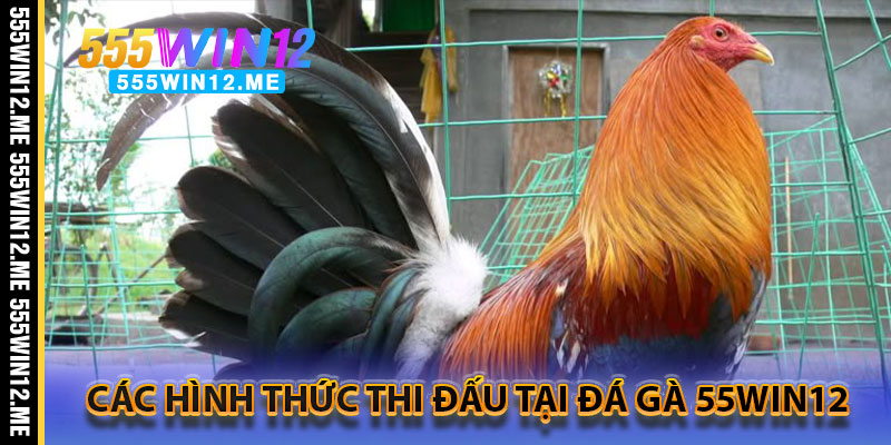 Các Hình Thức Thi Đấu Tại Đá Gà 55WIN12