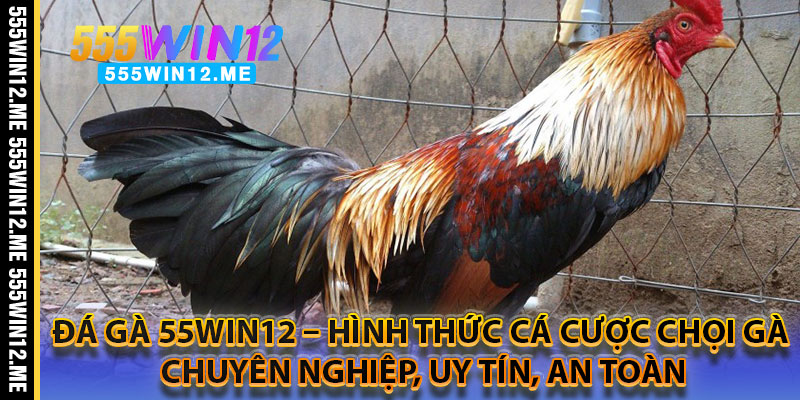 Đá Gà 55WIN12 – Hình Thức Cá Cược Chọi Gà Chuyên Nghiệp, Uy Tín, An Toàn