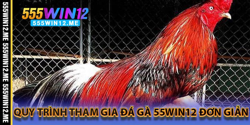 Quy Trình Tham Gia Đá Gà 55WIN12 Đơn Giản