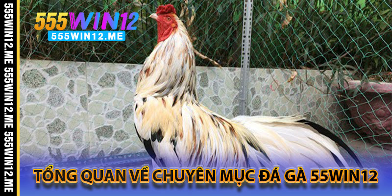 Tổng Quan Về Chuyên Mục Đá Gà 55WIN12